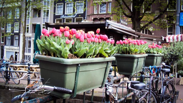 Amsterdam natuur 2